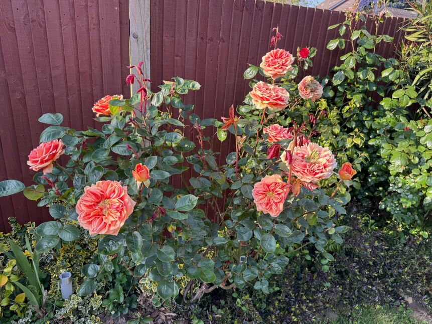Image 14