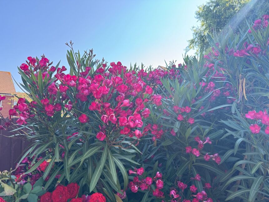 Image 15